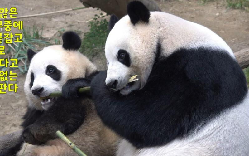 外国的熊猫vs中国熊猫