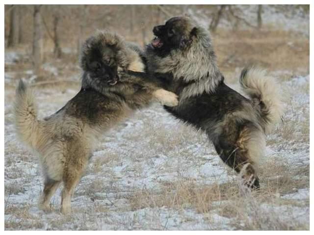 日本土佐犬vs北美灰狼