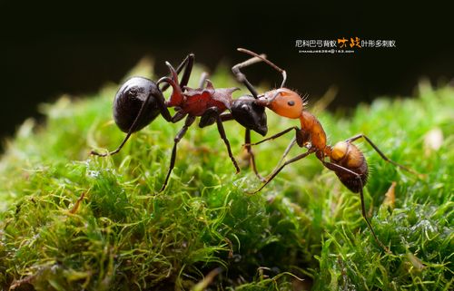 日本弓背蚁vs尼巴科弓背蚁视频