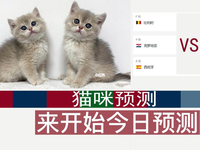 比利时vs加拿大小猫预测