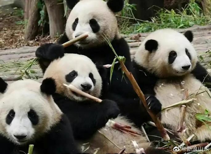 外国的熊猫vs中国熊猫的相关图片