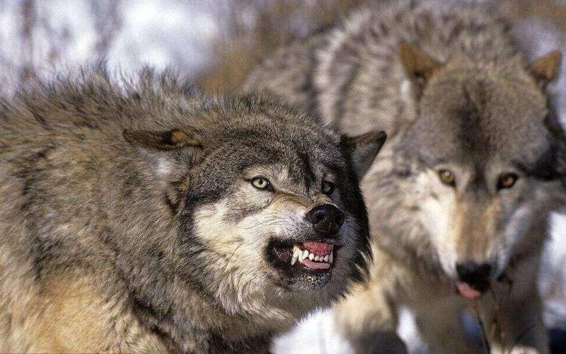 日本土佐犬vs北美灰狼的相关图片